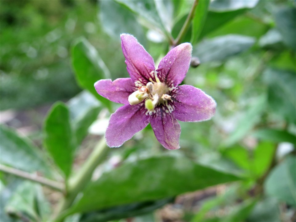 Gemeiner Bocksdorn (Lycium barbarum) in Sankt Arnual