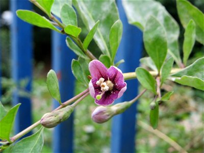 Gemeiner Bocksdorn (Lycium barbarum) in Sankt Arnual