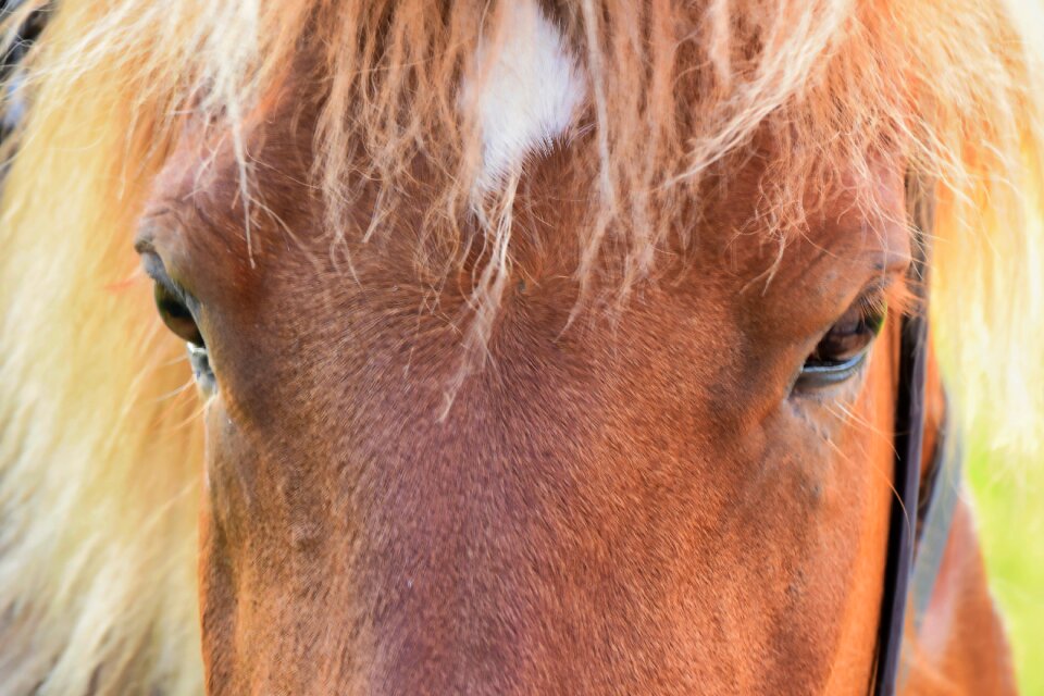 Portrait mare hair