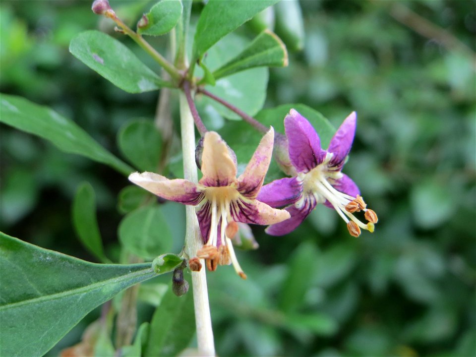 Gemeiner Bocksdorn (Lycium barbarum) in Hockenheim