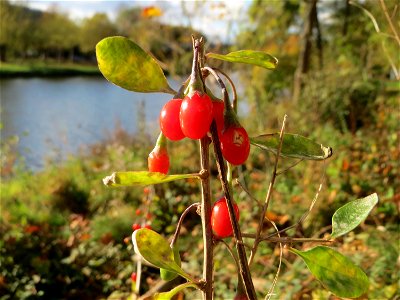 Gemeiner Bocksdorn (Lycium barbarum) an der Saar vor dem Heizkraftwerk in Saarbrücken - Ursprung: Südosteuropa bis China