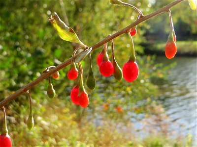 Gemeiner Bocksdorn (Lycium barbarum) an der Saar vor dem Heizkraftwerk in Saarbrücken - Ursprung: Südosteuropa bis China