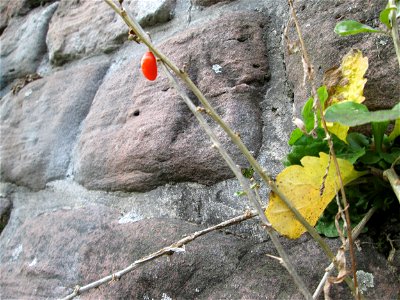 Ritzenbotanik: Gemeiner Bocksdorn (Lycium barbarum) an der Bastion St. Andreas in den Lauergärten in Mannheim