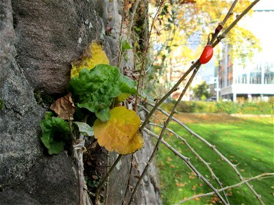 Ritzenbotanik: Gemeiner Bocksdorn (Lycium barbarum) an der Bastion St. Andreas in den Lauergärten in Mannheim