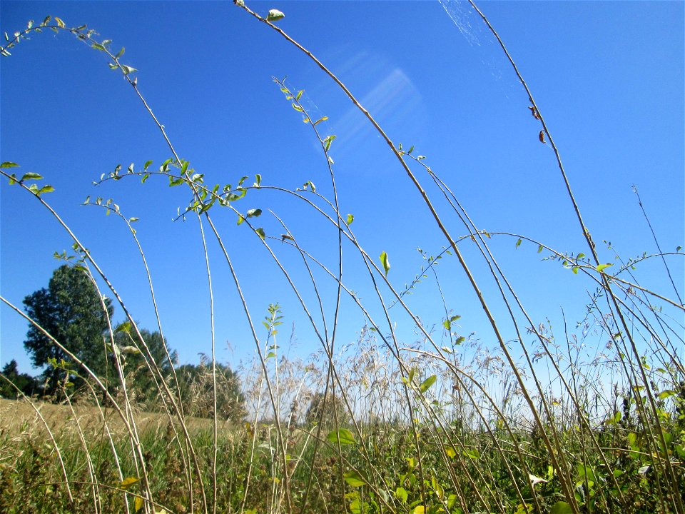 Gemeiner Bocksdorn (Lycium barbarum) an der Böschung der A61 im Landschaftsschutzgebiet „Hockenheimer Rheinbogen“