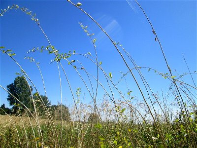 Gemeiner Bocksdorn (Lycium barbarum) an der Böschung der A61 im Landschaftsschutzgebiet „Hockenheimer Rheinbogen“