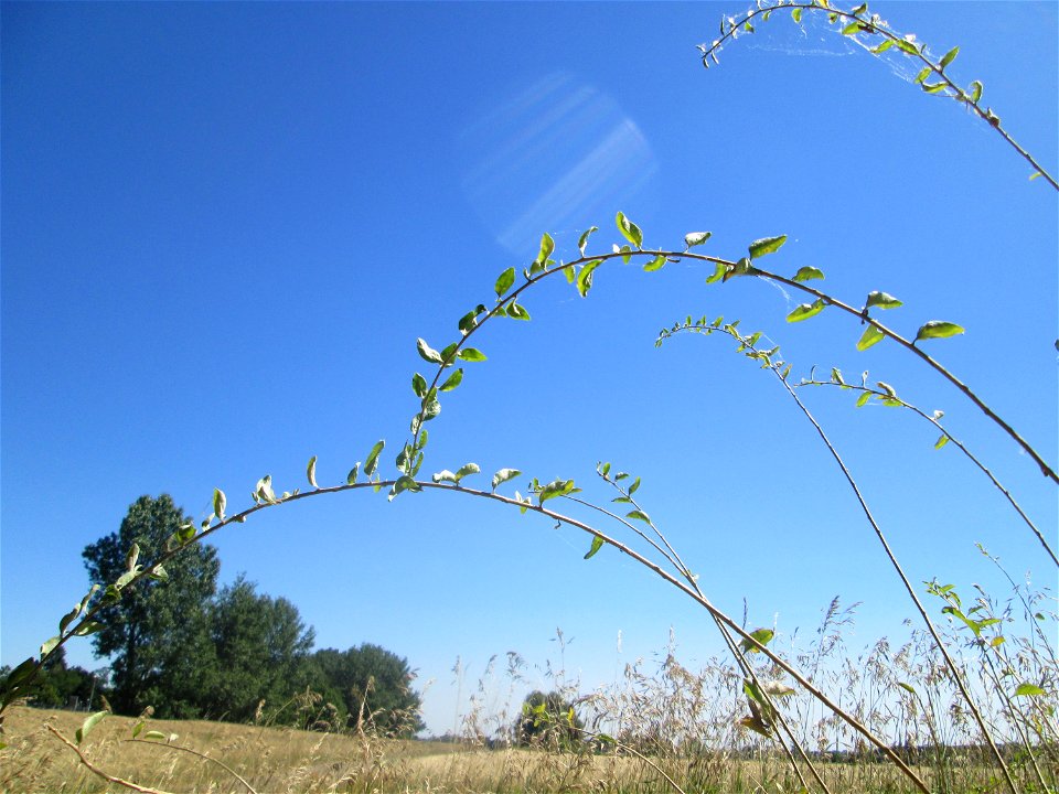 Gemeiner Bocksdorn (Lycium barbarum) an der Böschung der A61 im Landschaftsschutzgebiet „Hockenheimer Rheinbogen“ - häufige invasive Pflanze am Autobahnrand