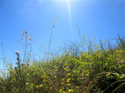 Gemeiner Bocksdorn (Lycium barbarum) an der Böschung der A61 im Landschaftsschutzgebiet „Hockenheimer Rheinbogen“ - häufige invasive Pflanze am Autobahnrand