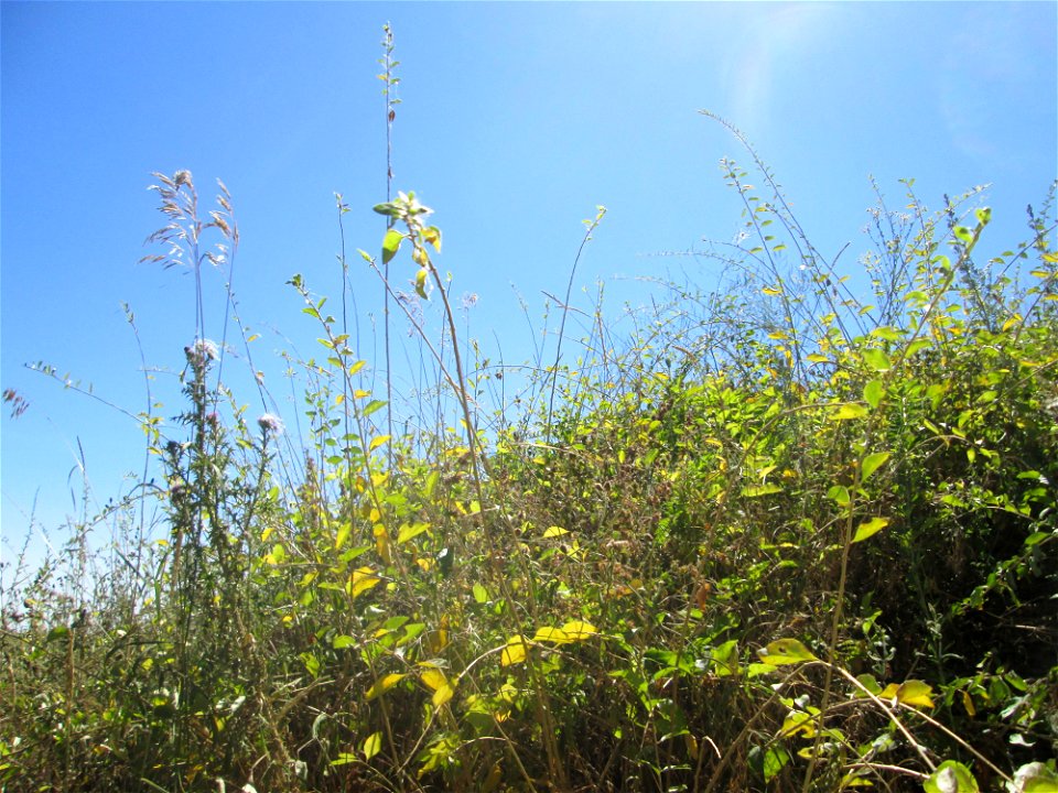 Gemeiner Bocksdorn (Lycium barbarum) an der Böschung der A61 im Landschaftsschutzgebiet „Hockenheimer Rheinbogen“ - häufige invasive Pflanze am Autobahnrand
