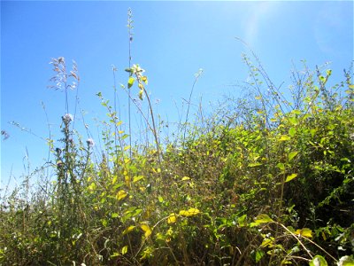Gemeiner Bocksdorn (Lycium barbarum) an der Böschung der A61 im Landschaftsschutzgebiet „Hockenheimer Rheinbogen“ - häufige invasive Pflanze am Autobahnrand