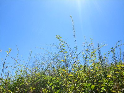 Gemeiner Bocksdorn (Lycium barbarum) an der Böschung der A61 im Landschaftsschutzgebiet „Hockenheimer Rheinbogen“ - häufige invasive Pflanze am Autobahnrand