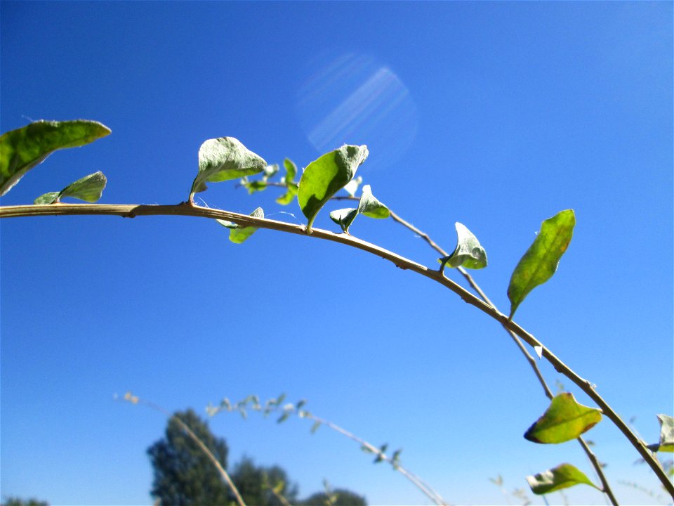 Gemeiner Bocksdorn (Lycium barbarum) an der Böschung der A61 im Landschaftsschutzgebiet „Hockenheimer Rheinbogen“ - häufige invasive Pflanze am Autobahnrand