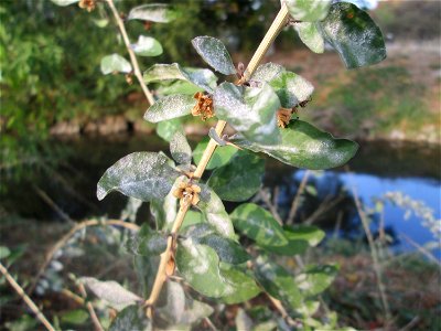 Gemeiner Bocksdorn (Lycium barbarum) am Kraichbach in Hockenheim