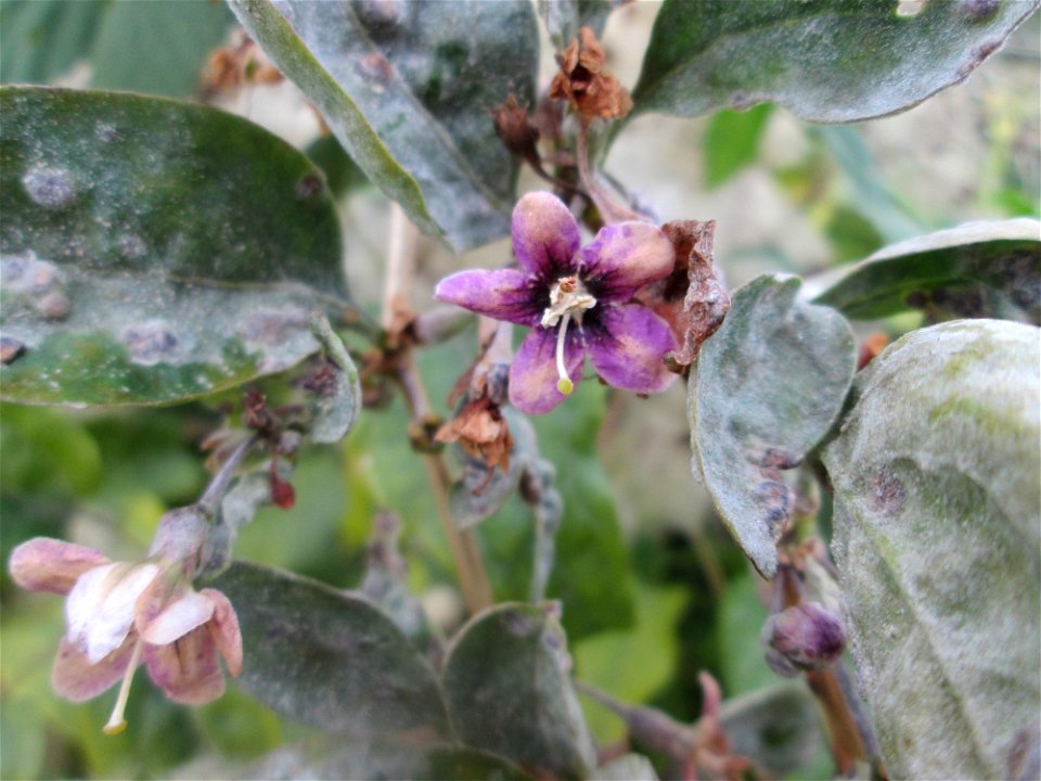 Gemeiner Bocksdorn (Lycium barbarum) - invasiv an einem Parkplatz in Waghäusel