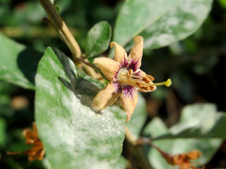 Gemeiner Bocksdorn (Lycium barbarum) in St. Ingbert