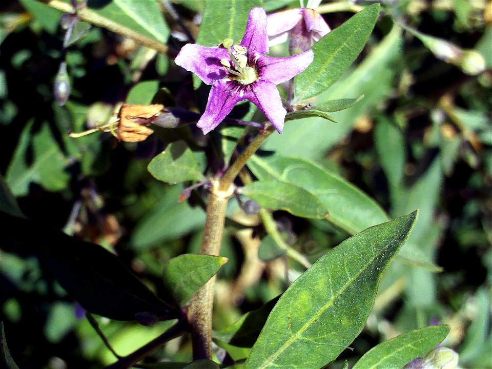 Lycium barbarum Flowers Close up Campo de Calatrava, Spain