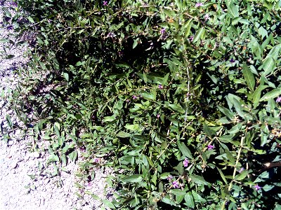 Lycium barbarum habitus, Campo de Calatrava, Spain