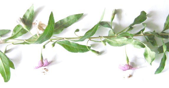 Lycium halimifolium