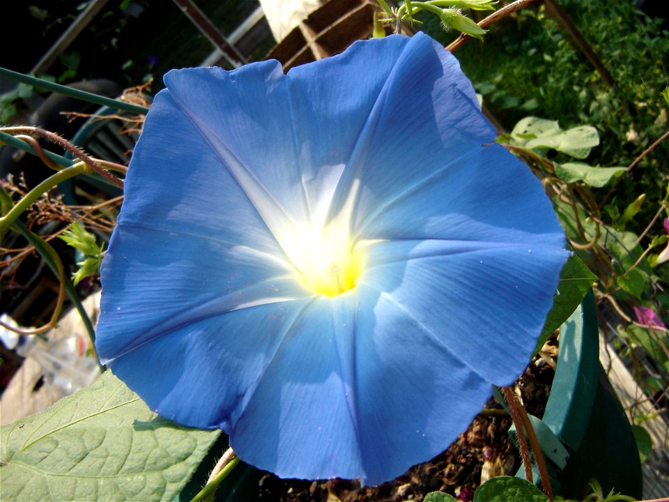 A morning glory blossom, Heavenly Blue variety.