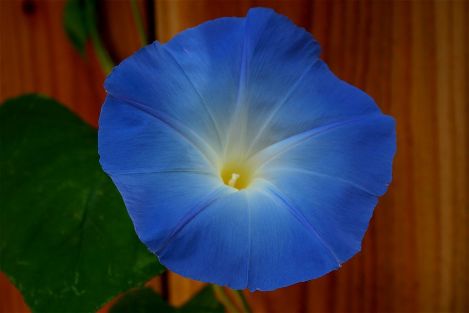 "Heavenly Blue" morning glory.