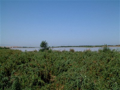 Rich Nature wolfberry farm adjacent to Yellow River, near Wuzhong, Zhongning County, Ningxia, China