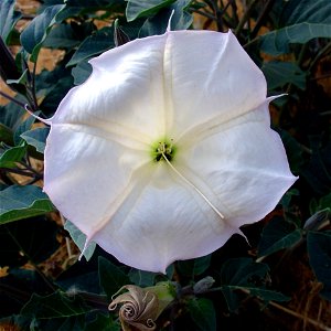 Sacred Datura shot near Moab, Utah.