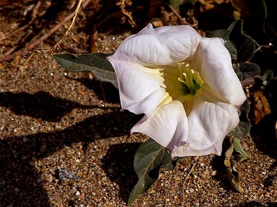 — Sacred datura, flower.
• In Anza-Borrego Desert State Park, Colorado Desert habitat, Southern California.
Credits

• Image from Public domain images website, http://www.public-domain-image.com/full-