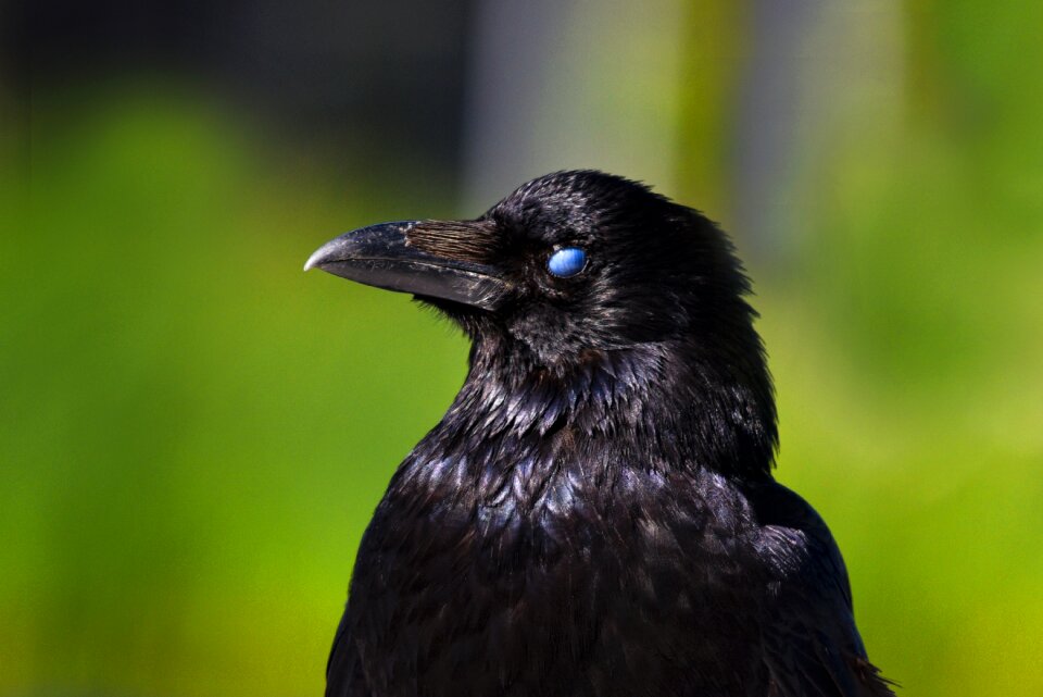 Eye third eyelid nictitating membrane