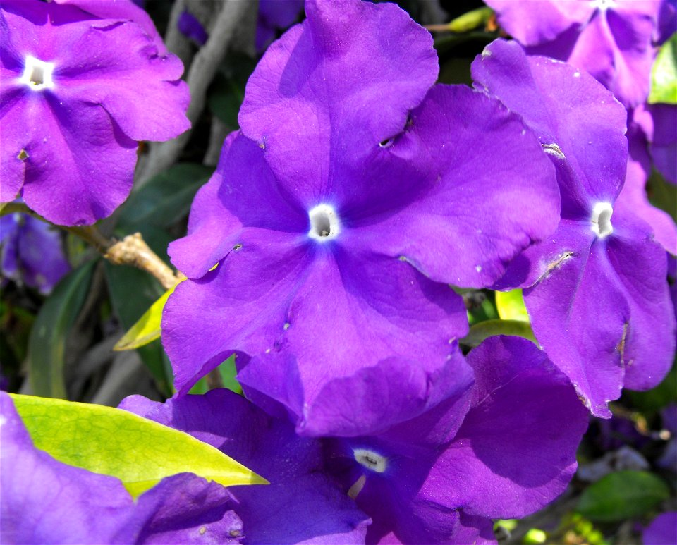 . At the San Diego Botanic Garden (formerly Quail Botanical Gardens) in Encinitas, California. photo