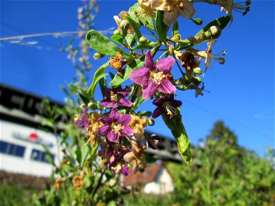 Chinesischer Bocksdorn (Lycium chinense) invasiv am Bahndamm in Schafbrücke (Saarbrücken)