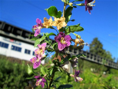 Chinesischer Bocksdorn (Lycium chinense) invasiv am Bahndamm in Schafbrücke (Saarbrücken)