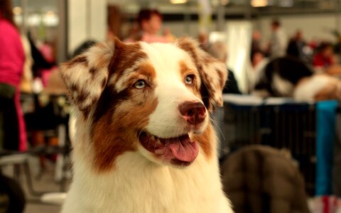 Dogshow portrait head