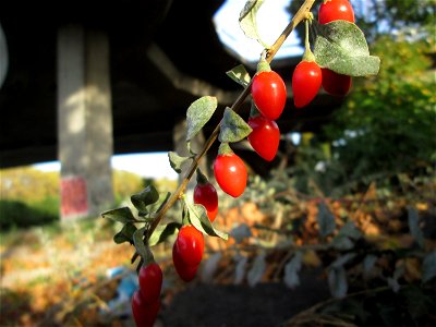 Chinesischer Bocksdorn (Lycium chinense) invasiv an der Saar in Saarbrücken