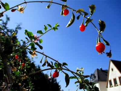 Chinesischer Bocksdorn (Lycium chinense) invasiv nahe der A6 an der Hochstraße in Brebach