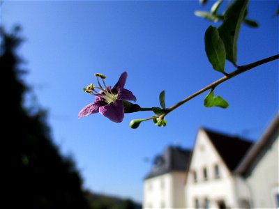 Chinesischer Bocksdorn (Lycium chinense) invasiv nahe der A6 an der Hochstraße in Brebach