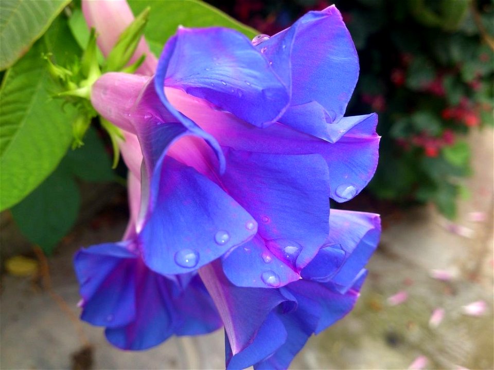 a beautiful blue flower
