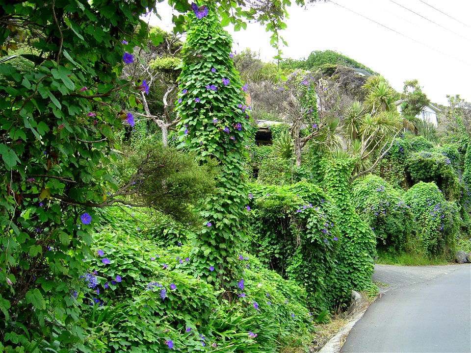 Blue morning glory (Ipomoea indica) on the main road to Piha in New Zealand.