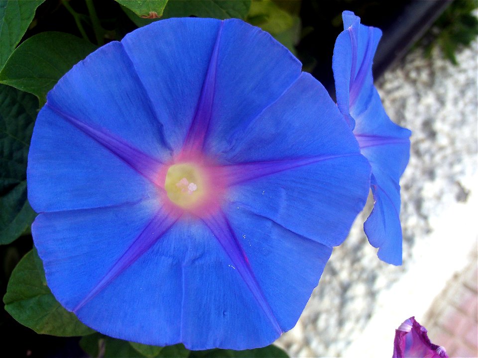 Ipomoea indica flower close up, Torrelamata, Torrevieja, Alicante, Spain