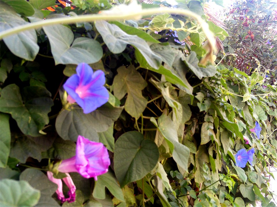 Ipomoea indica habitus, Torrelamata, Torrevieja, Alicante, Spain