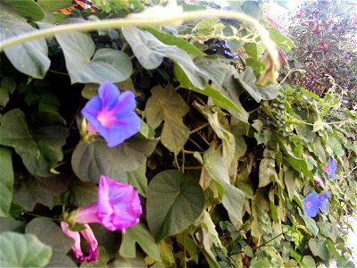 Ipomoea indica habitus, Torrelamata, Torrevieja, Alicante, Spain