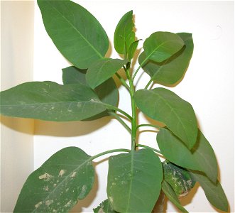 en:Nicotiana glauca (tree tobacco), found growing out of sand on a construction site in Los Angeles.