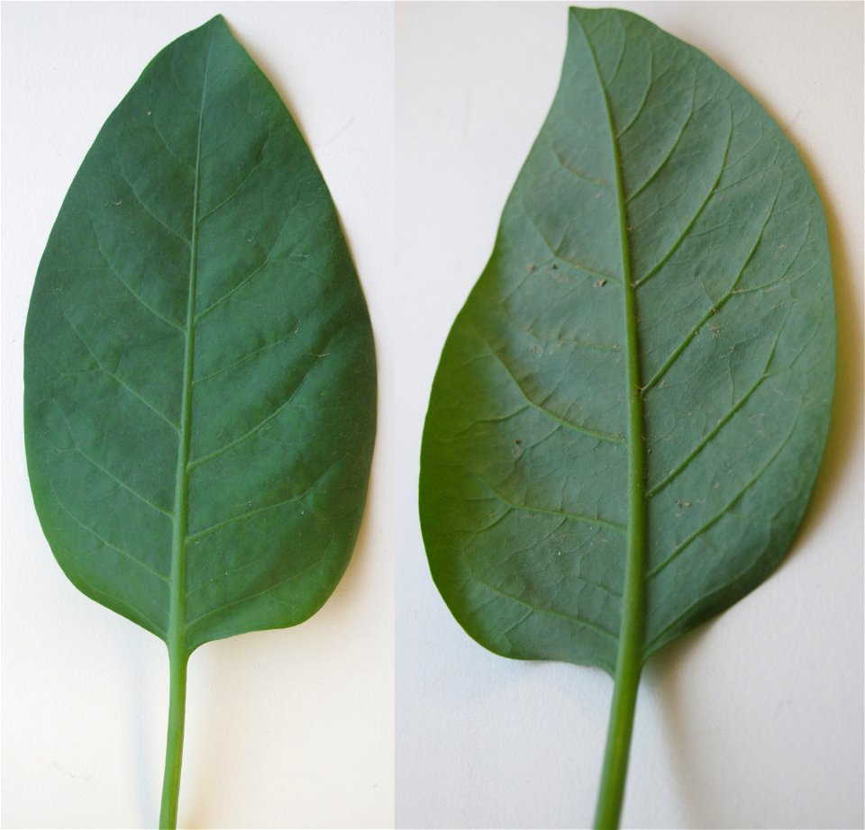 Front and back of leaf of en:Nicotiana glauca (tree tobacco), found growing in sandy soil in Los Angeles, California, on a former construction site. Leaf is about 5" long. Plant is still young, has no