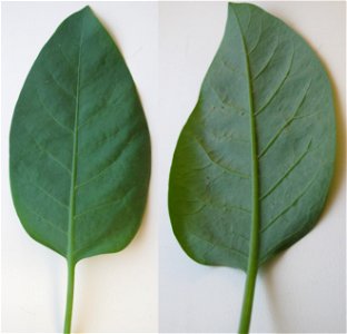 Front and back of leaf of en:Nicotiana glauca (tree tobacco), found growing in sandy soil in Los Angeles, California, on a former construction site. Leaf is about 5" long. Plant is still young, has no