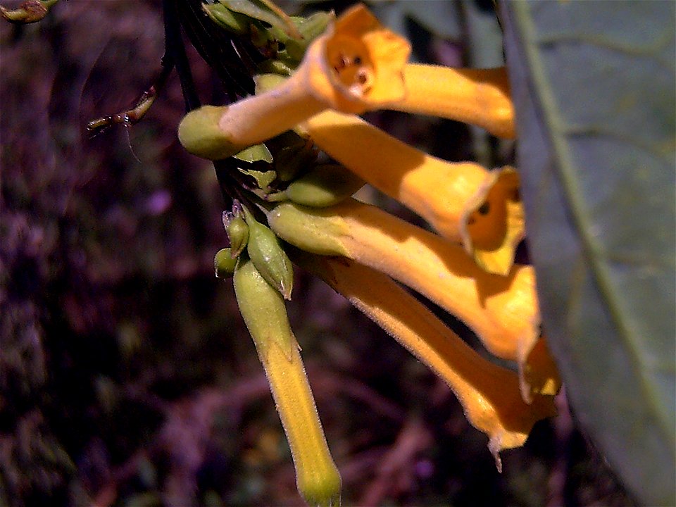 Nicotiana glauca Flowers Closeup, Parque Natural de la Laguna de la Mata y Torrevieja, Torrevieja, Spain.