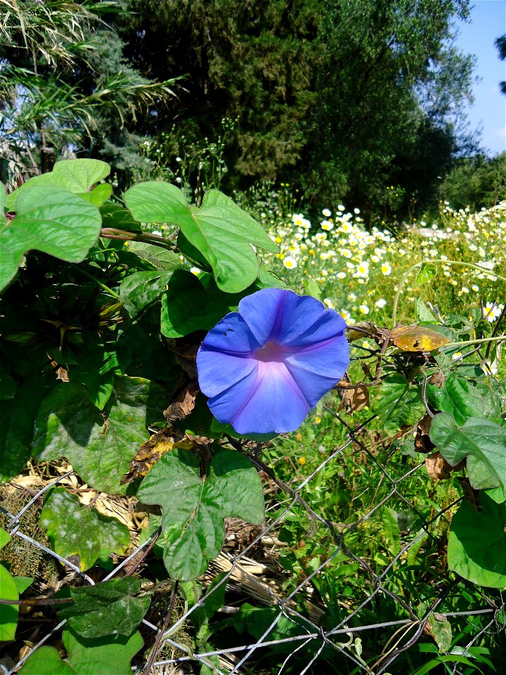 Ipomoea nil, growing on a fence in Rhodes, showing a flower.