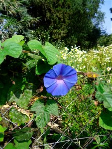 Ipomoea nil, growing on a fence in Rhodes, showing a flower. photo