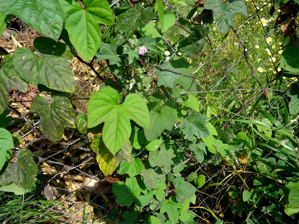 Ipomoea nil, growing on a fence in Rhodes, showing a leaf.