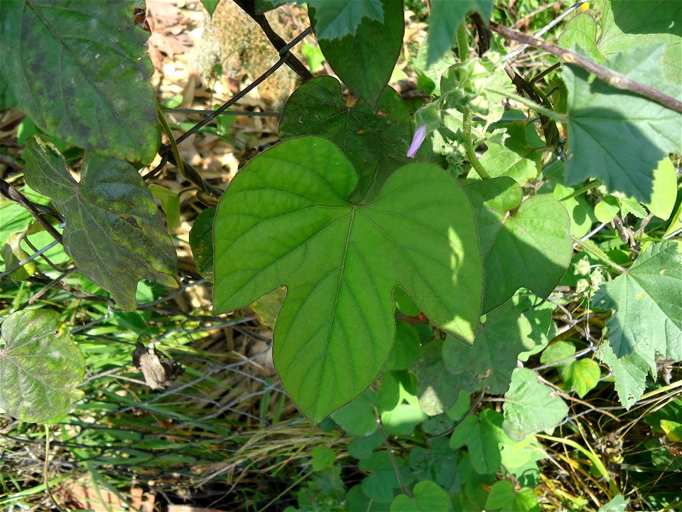 Ipomoea nil, growing on a fence in Rhodes, showing a leaf.