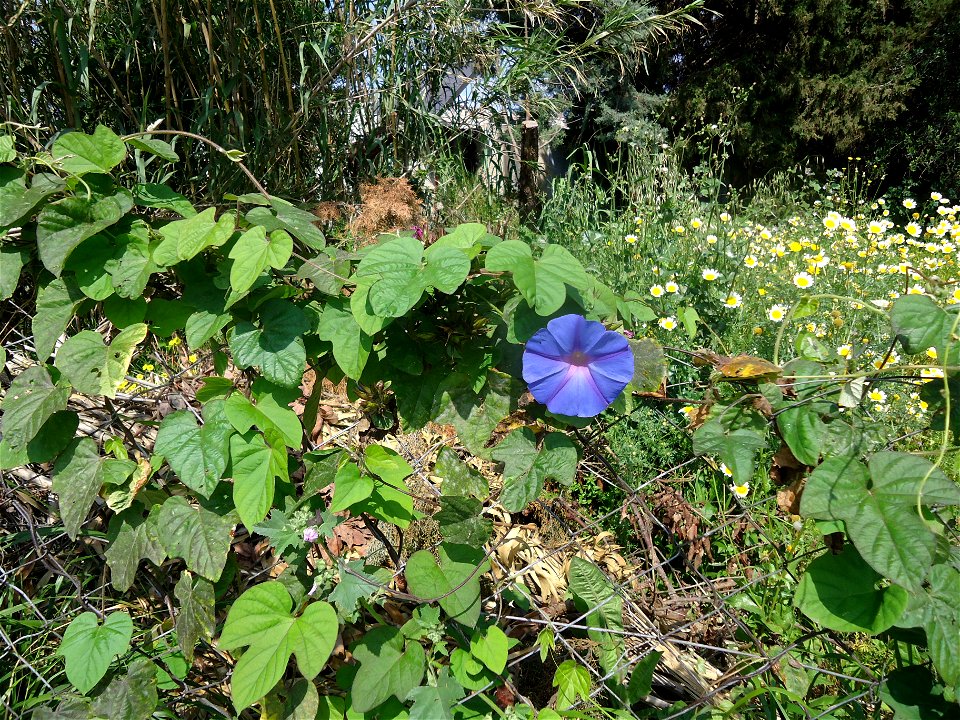 Ipomoea nil, growing on a fence in Rhodes, showing leaves and a flower.