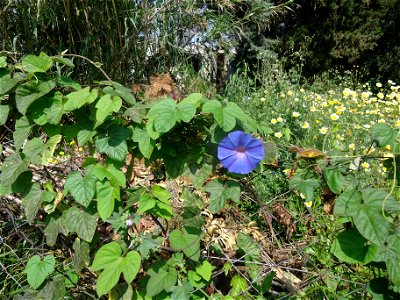 Ipomoea nil, growing on a fence in Rhodes, showing leaves and a flower. photo